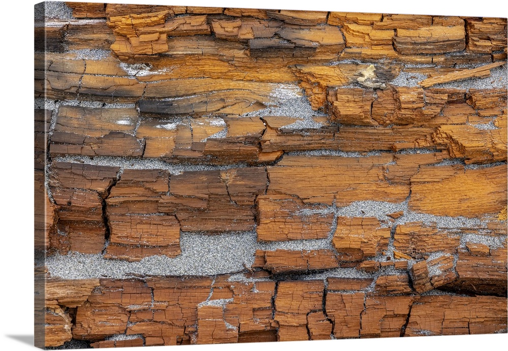 USA, Washington State, Fort Flagler State Park. Crumbling driftwood close-up. United States, Washington State.