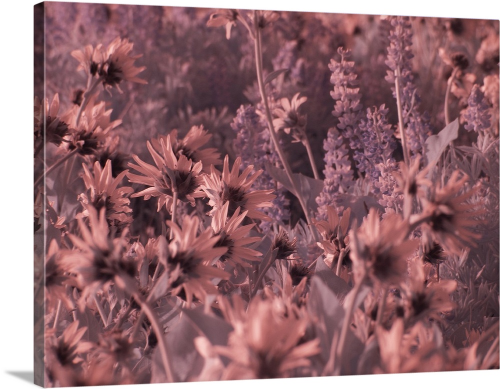 USA, Washington State. Infrared capture wildflowers in bloom. United States, Washington State.