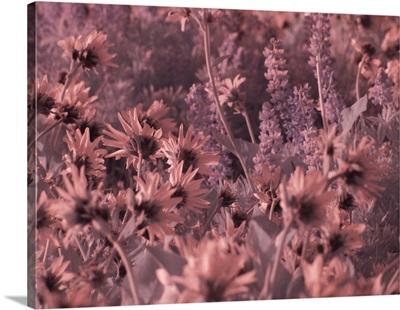 USA, Washington State, Infrared Capture Wildflowers In Bloom