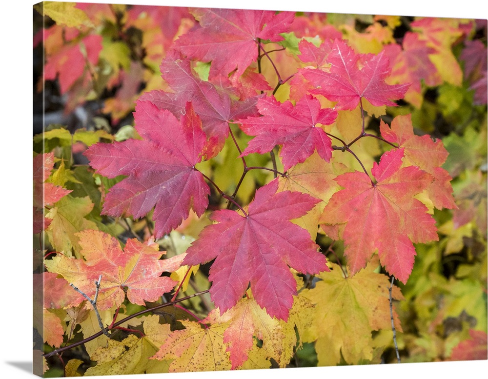 USA, Washington State, Kittitas County. Vine maple with fall colors.