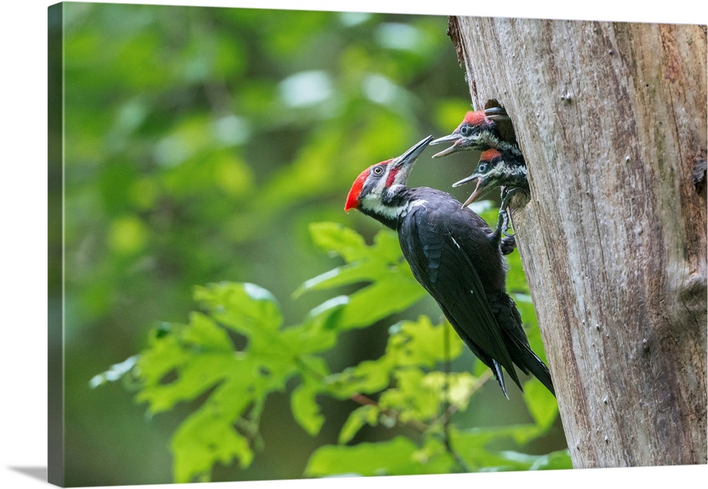 USA. Washington State. Male Pileated Woodpecker (Dryocopus pileatus) feeds begging chicks at nesthole.