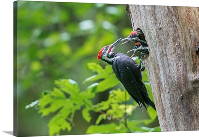 USA, Washington State, Male Pileated Woodpecker Feeds Begging Chicks At Nest hole