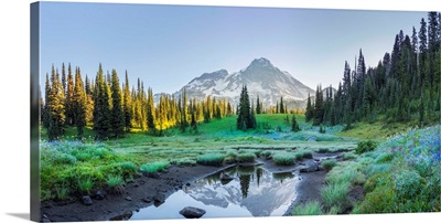 USA, Washington State, Mt. Rainier And Wildflowers At Indian Henry's Hunting Ground