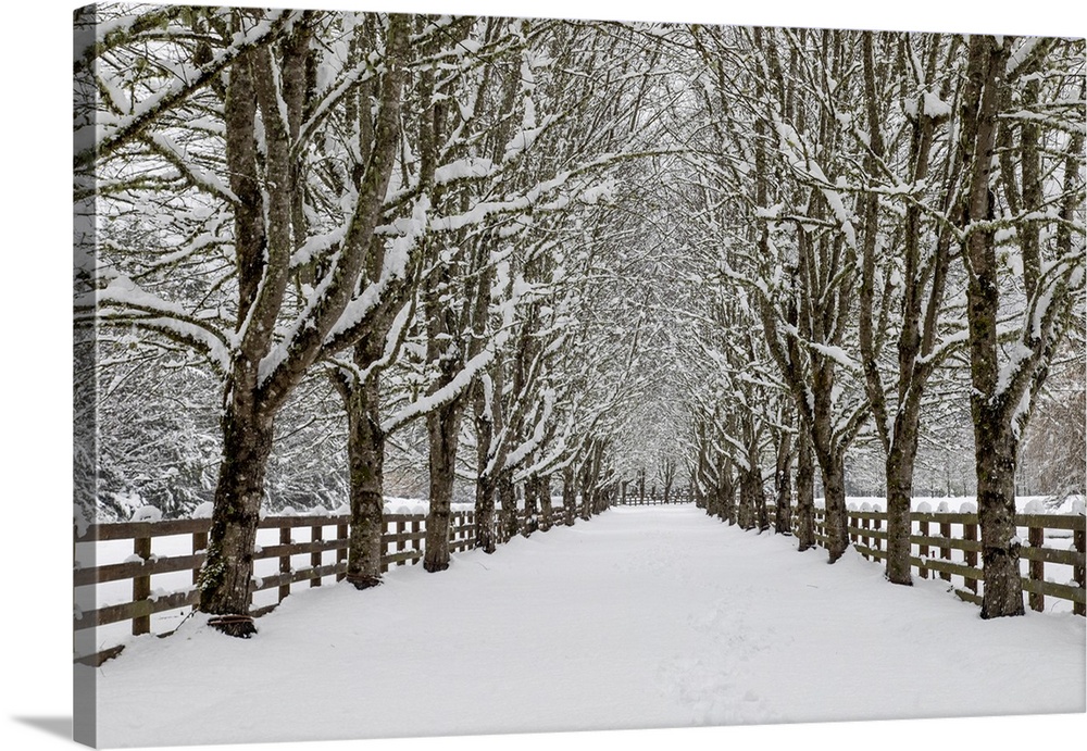 USA, Washington State, North Bend. Fresh snow fall on tree lined driveway.