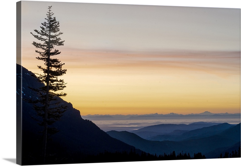 USA, Washington State, Olympic National Park. View from Hurricane Ridge before sunrise with a tree in the foreground.