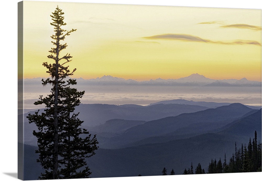 USA, Washington State, Olympic National Park. View from Hurricane Ridge before sunrise with a tree in the foreground.
