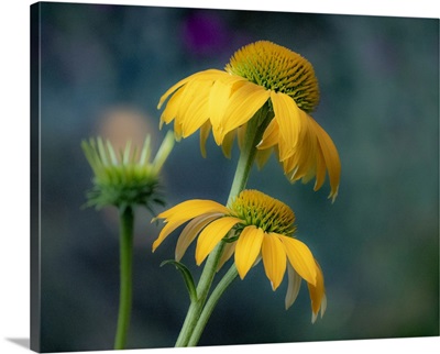 USA, Washington State, Pacific Northwest, Sammamish Yellow Cone Flower