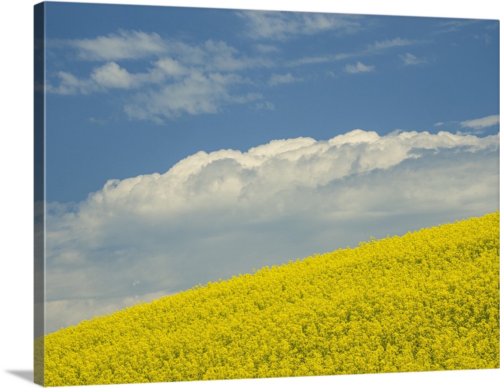 Usa, Washington State, Palouse. Canola fields under blue sky with puffy clouds.