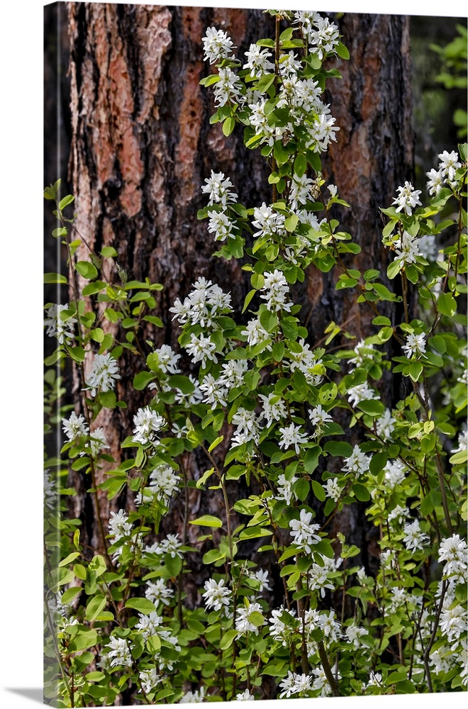 USA, Washington State, Peshastin. Dirt road off of Highway 97 ponderosa pine tree trunk and white blooming bush.