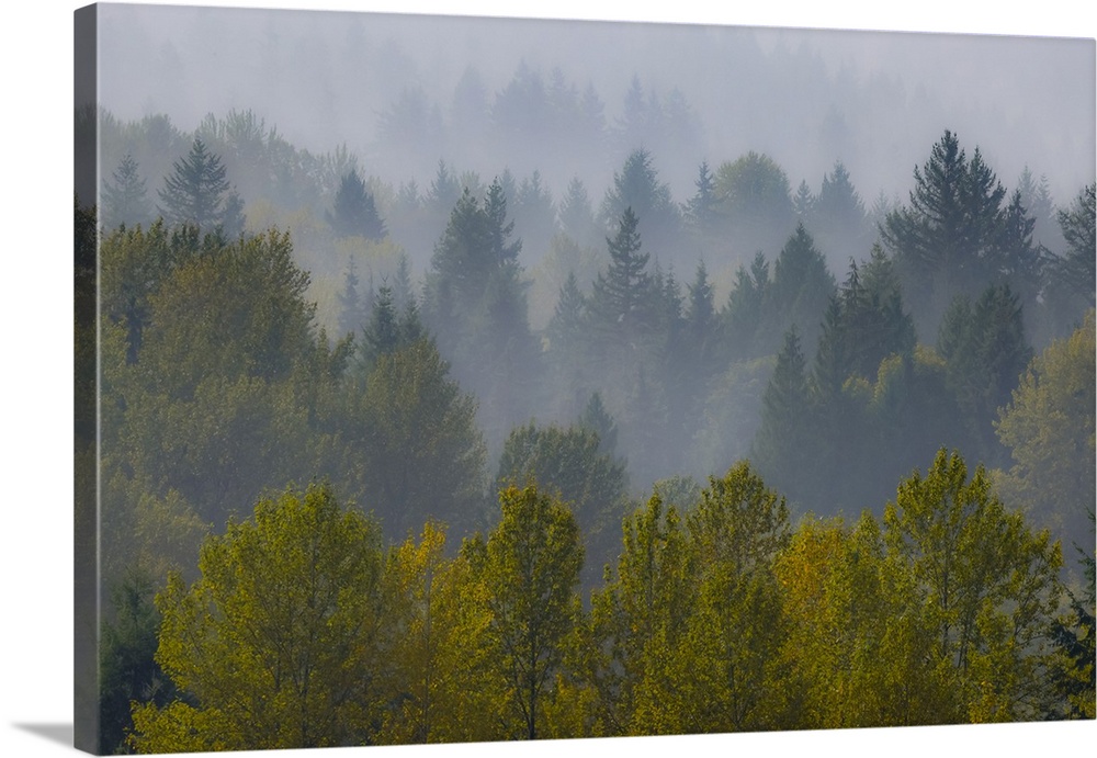 USA, Washington State, Preston. Morning rising fog in autumn with evergreen and cottonwood trees.