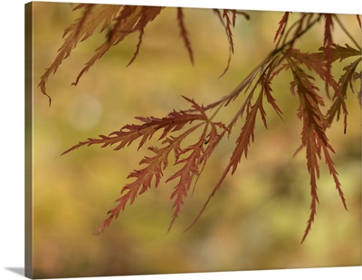 USA, Washington State, Renton, Japanese Maple In Autumn