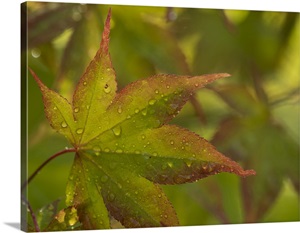 USA, Washington State, Renton, Japanese Maple With Water Droplets From Rain In Autumn image thumbnail
