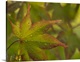 image thumbnail of Usa, Washington State, Renton. Japanese maple with water droplets from rain in autumn.