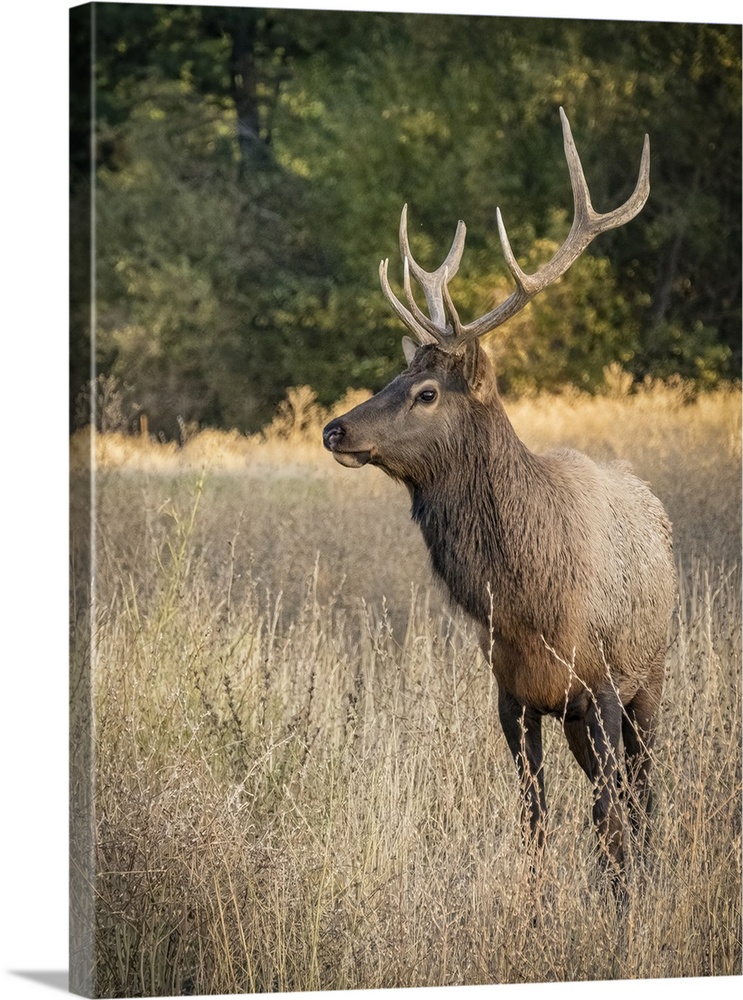 Usa, Washington State, Roslyn. Bull Roosevelt Elk in grass.