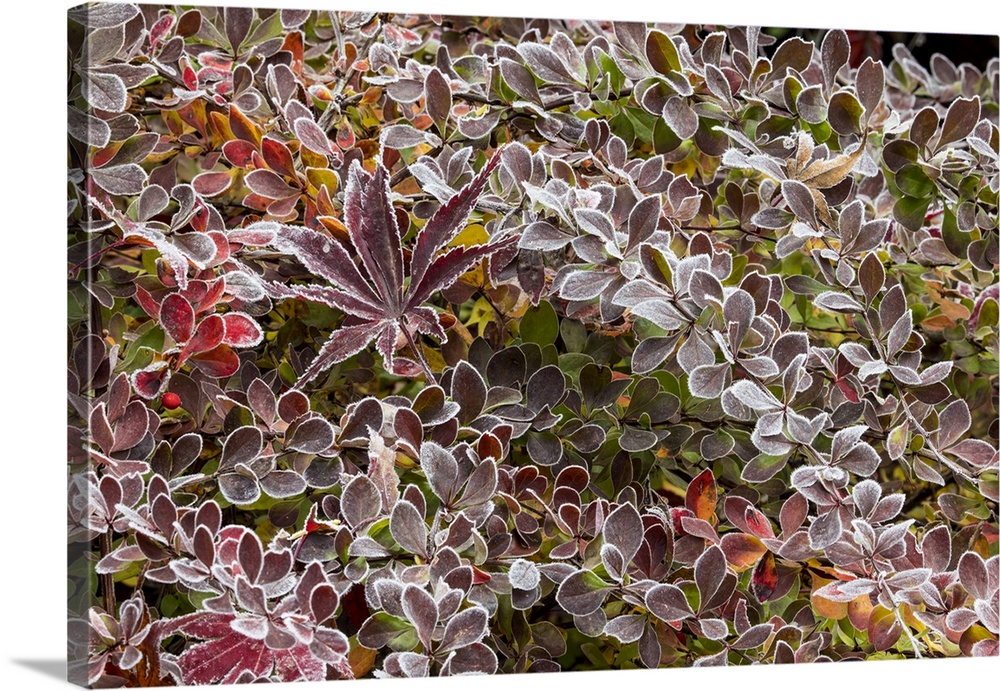USA, Washington State, Sammamish. Autumn colors on frosted barberry and fallen Japanese maple Leaf.