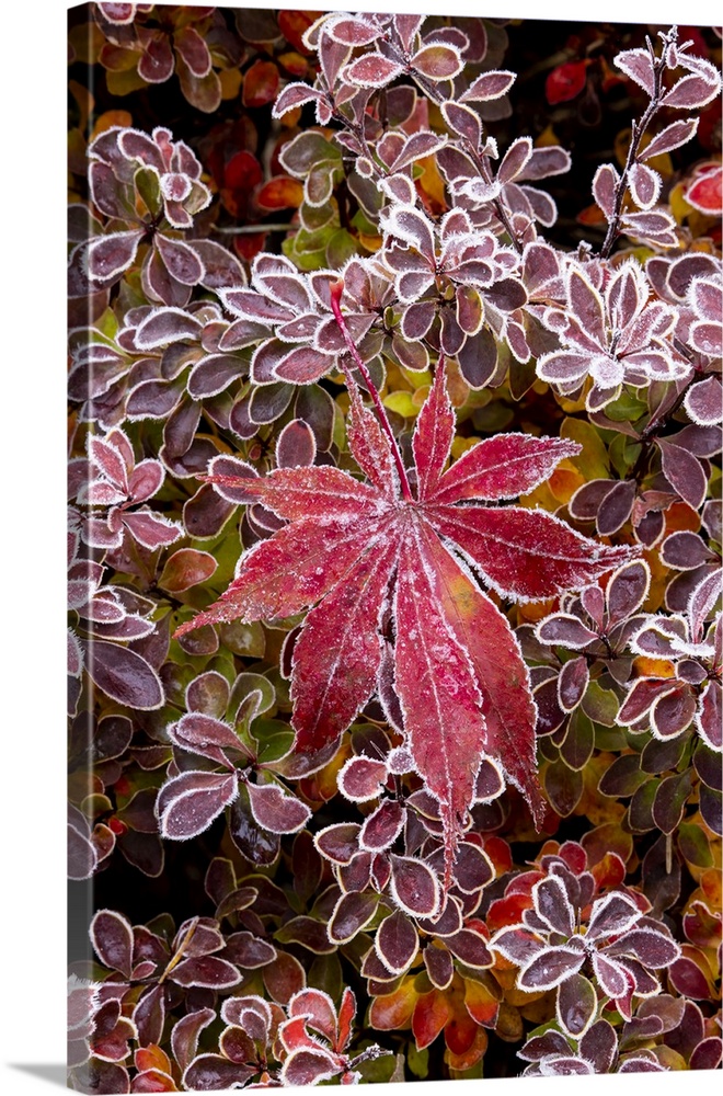 USA, Washington State, Sammamish. Autumn colors on frosted barberry and fallen Japanese maple Leaf.