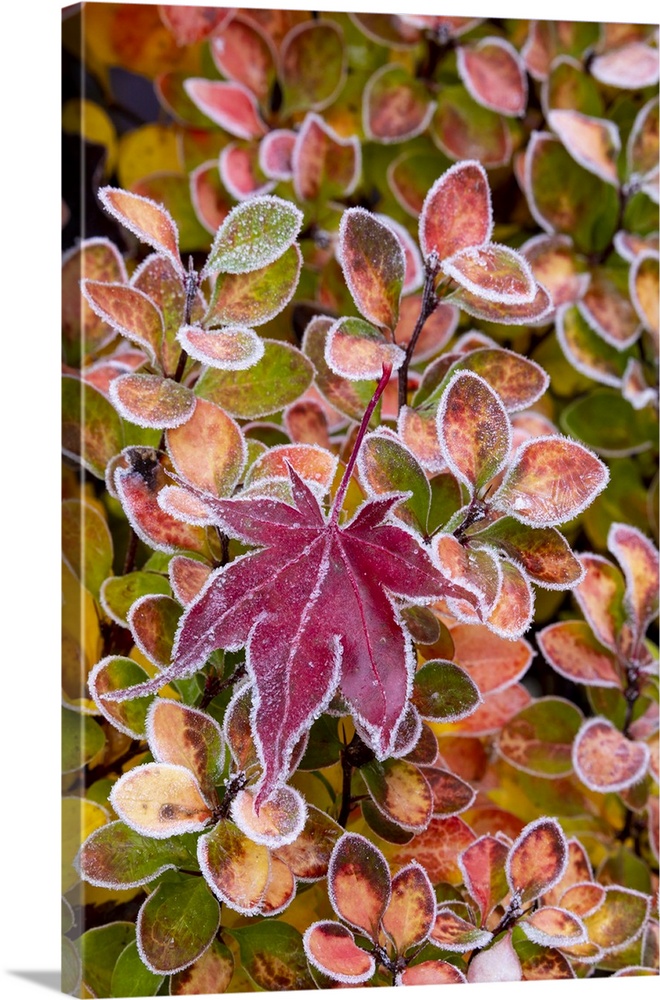 USA, Washington State, Sammamish. Autumn colors on frosted barberry and fallen Japanese maple Leaf.