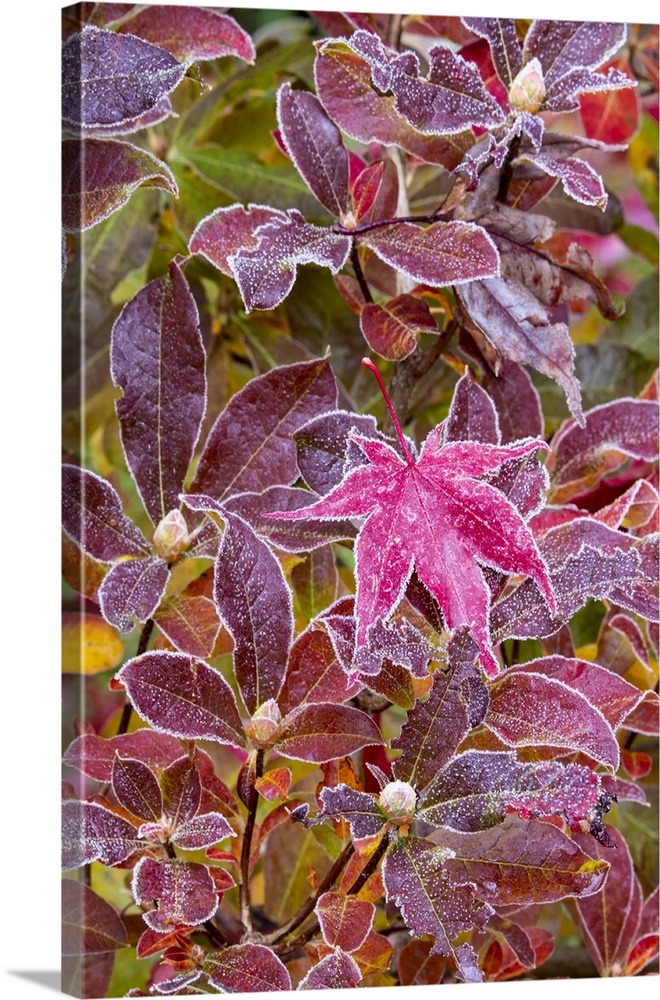 USA, Washington State, Sammamish. Autumn colors on frosted Japanese maple leaves on Azalea.
