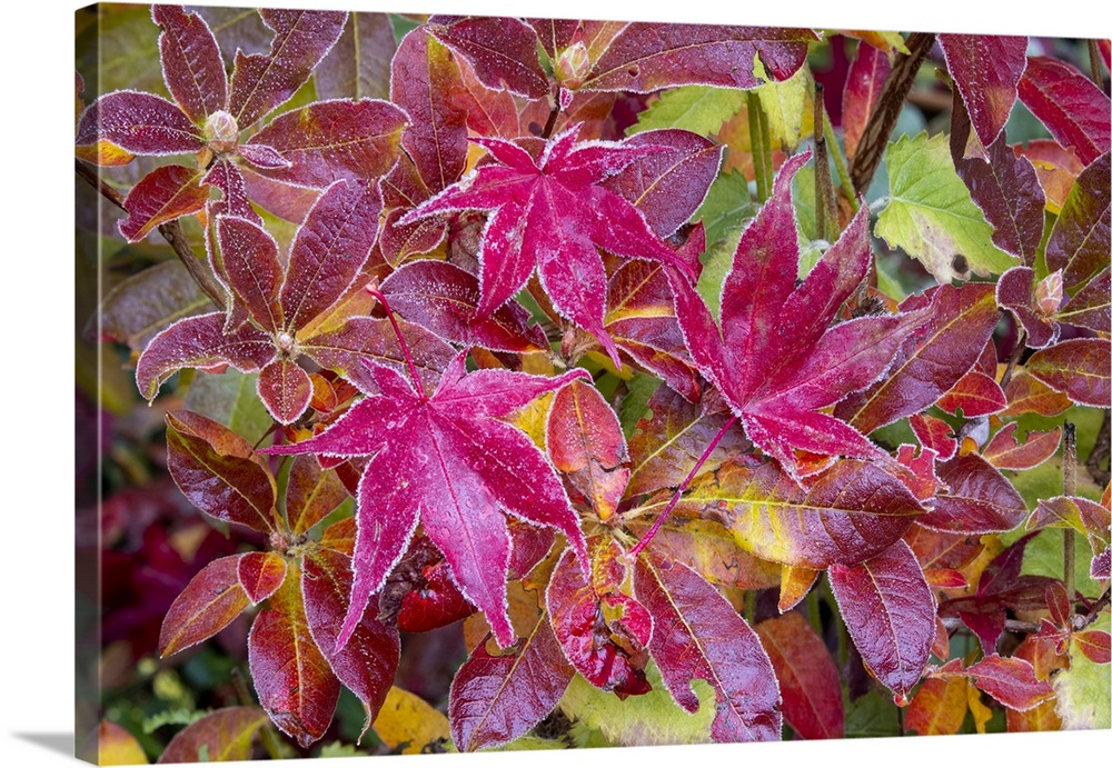 USA, Washington State, Sammamish. Autumn colors on frosted Japanese maple leaves on Azalea.