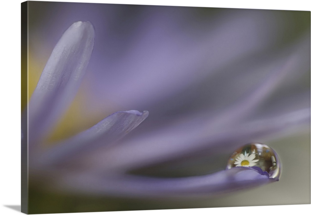 USA, Washington State, Sammamish. Close-up of dewdrops reflections on blue daisy.
