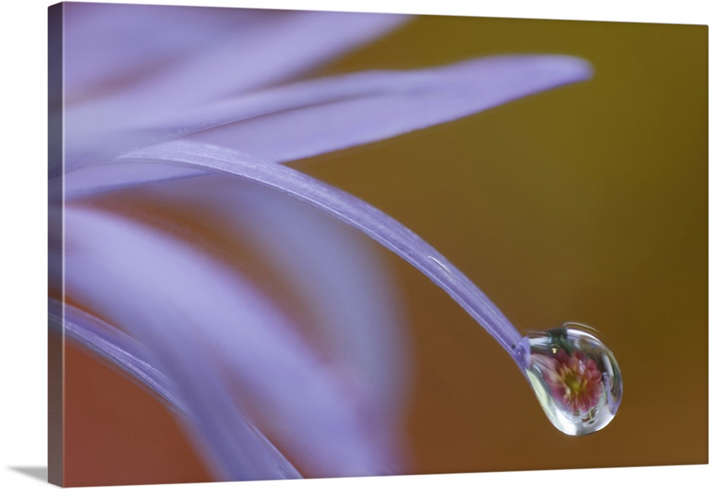 USA, Washington State, Sammamish. Close-up of dewdrops reflections on blue daisy.