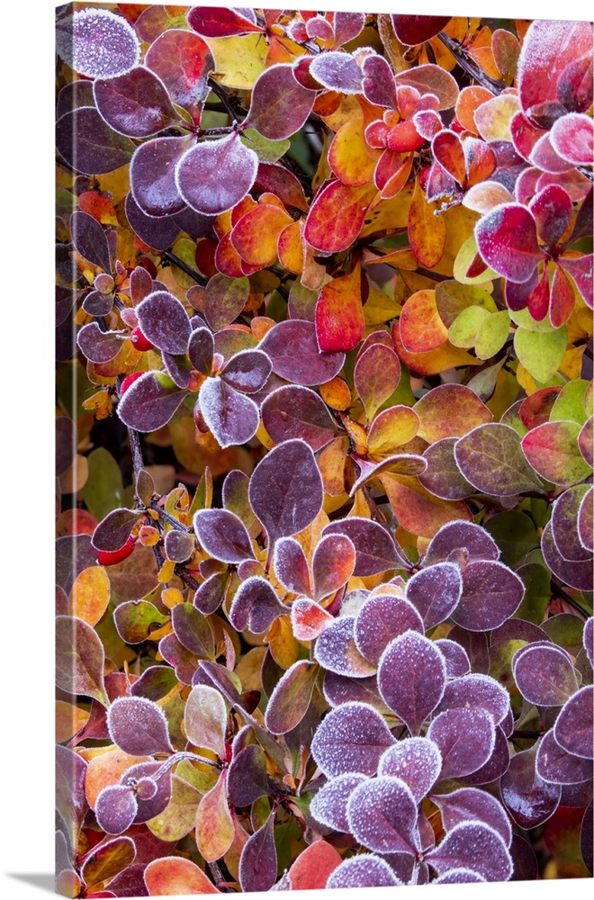 USA, Washington State, Sammamish. Close-up of frosted barberry leaves in Autumn.