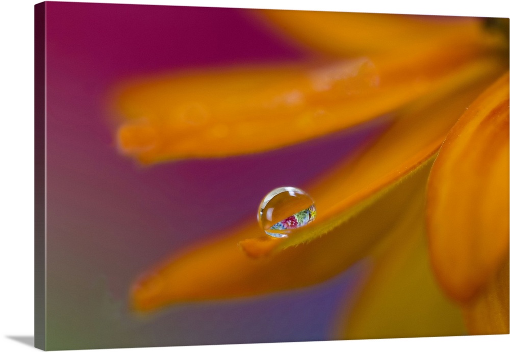 USA, Washington State, Sammamish. Dewdrop on petal of orange profusion zinnia.