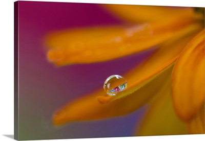 USA, Washington State, Sammamish, Dewdrop On Petal Of Orange Profusion Zinnia