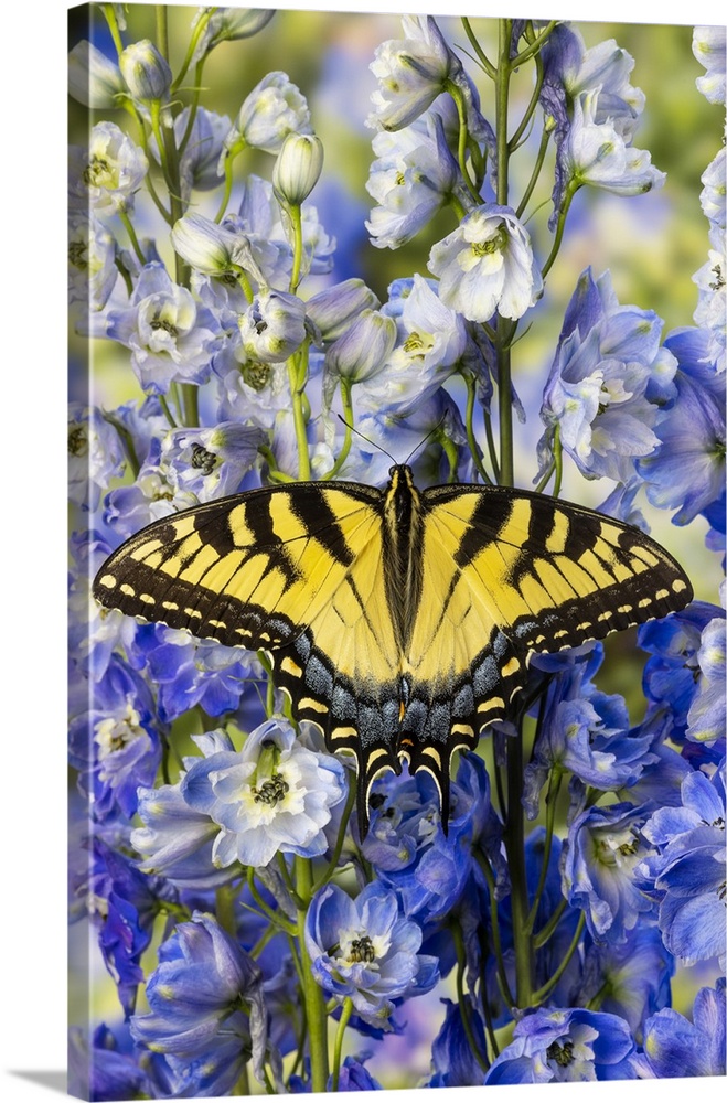 USA, Washington State, Sammamish. Eastern tiger swallowtail buttery on blue flowering delphinium.