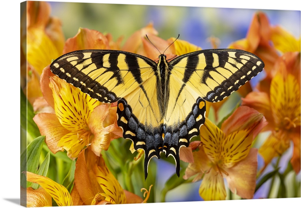 USA, Washington State, Sammamish. Eastern tiger swallowtail buttery on Peruvian lily, Alstroemeria.