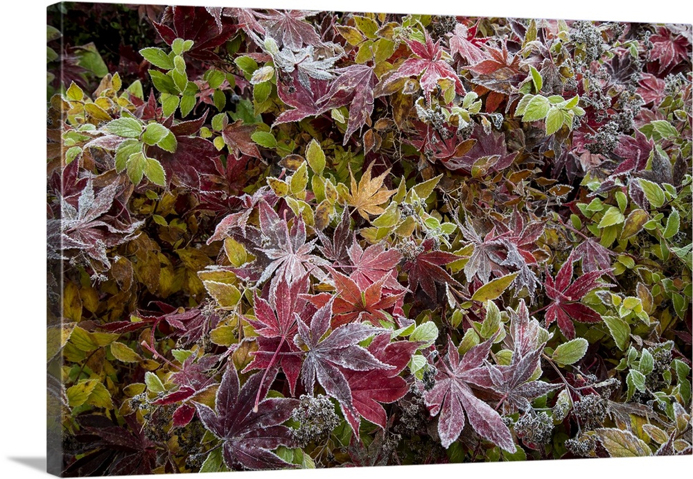 USA, Washington State, Sammamish. Frosted fallen Japanese maple leaves with fall colors.