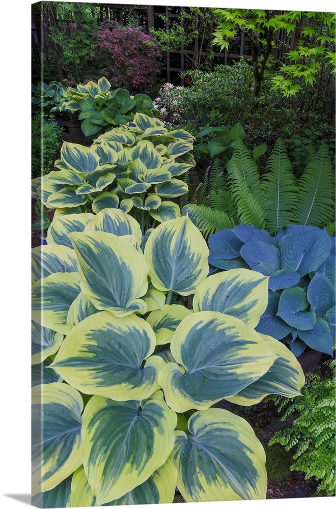 USA, Washington State, Sammamish. Garden in springtime colors with hosta liberty growing in large pots.
