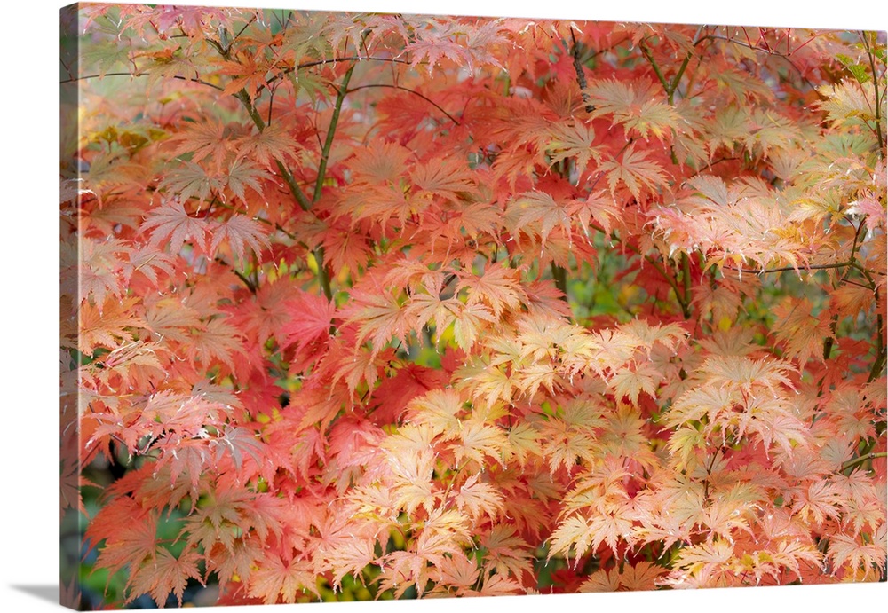 USA, Washington State, Sammamish. Japanese maple trees leaves in orange tones fall time.