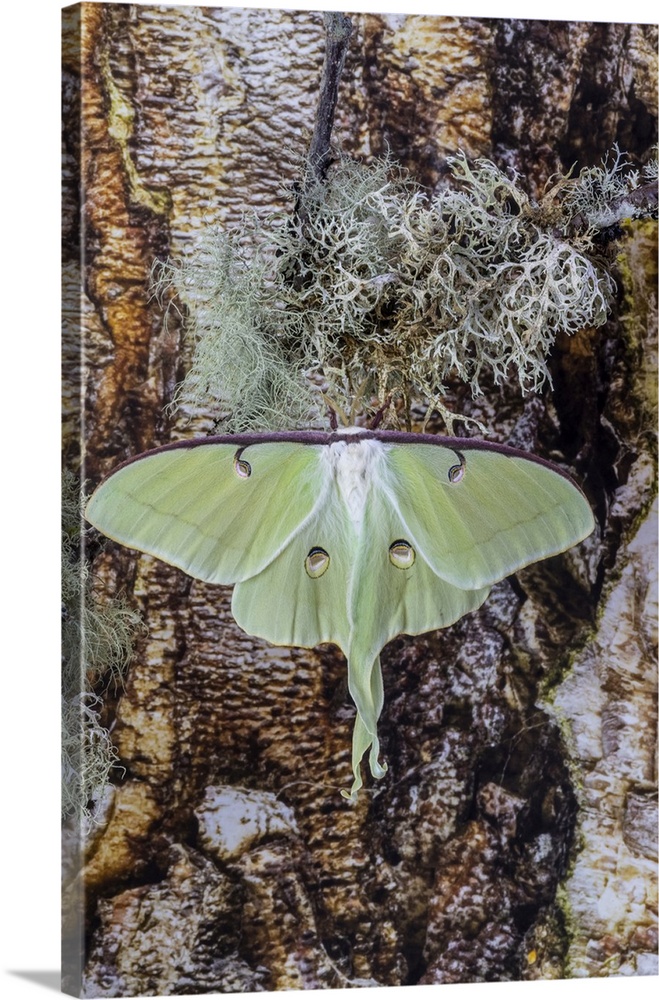 USA, Washington State, Sammamish. Luna silk moth lime green with long tail on hind wings.