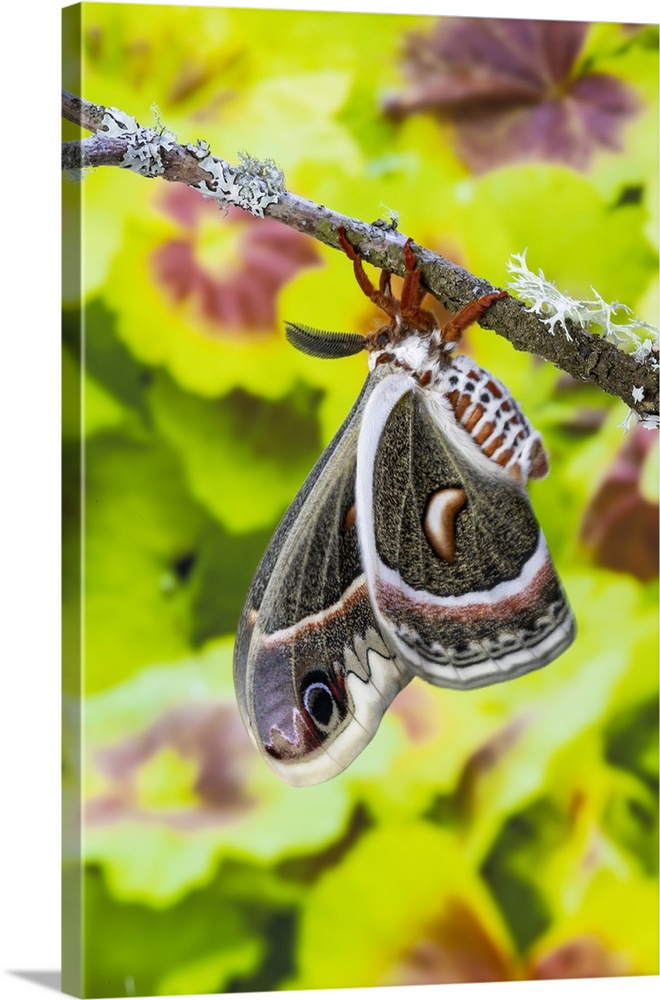 USA, Washington State, Sammamish. Red robin silk moth.