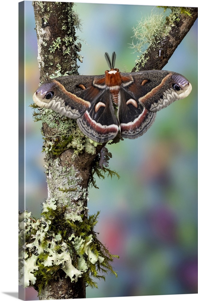 USA, Washington State, Sammamish. Red robin silk moth male.