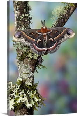 USA, Washington State, Sammamish, Red Robin Silk Moth Male