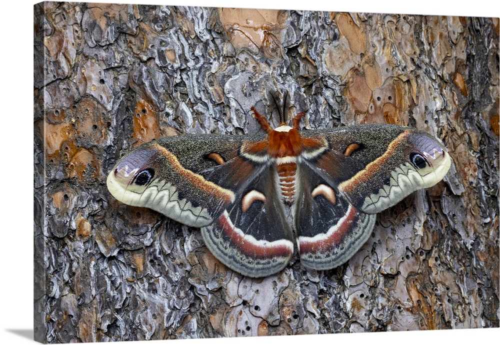 USA, Washington State, Sammamish. Red robin silk moth on ponderosa pine bark.