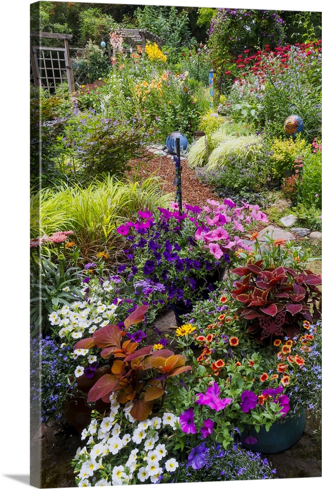 USA, Washington State, Sammamish. Summer perennial flower garden with cone flowers, zinnias. Beebalms, Rebecca. Coleus, Ja...