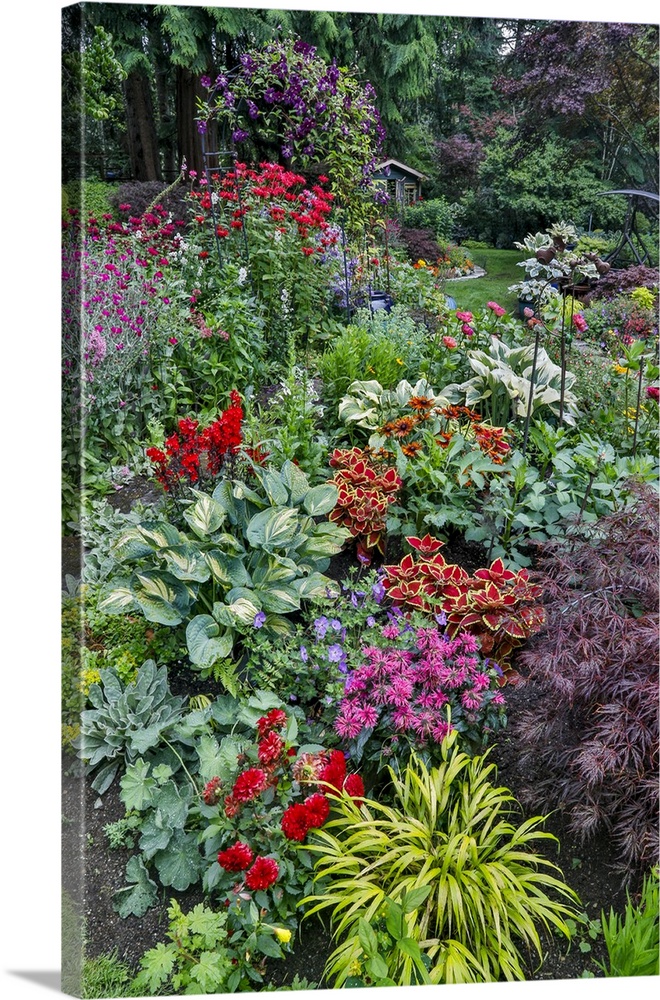 USA, Washington State, Sammamish. Summer perennial flower garden with cone flowers, zinnias. Beebalms, Rebecca. Coleus, Ja...