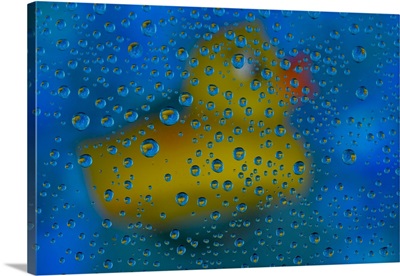 USA, Washington State, Sammamish, Yellow Rubber Duck In Reflections In Dew Drops