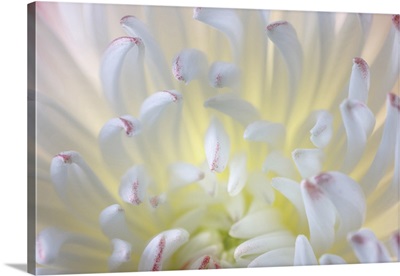 USA, Washington State, Seabeck, Chrysanthemum Blossom Close-Up