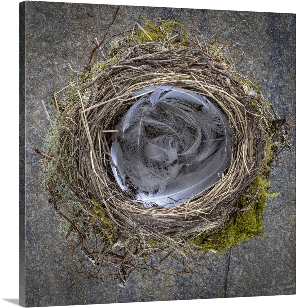 USA, Washington State, Seabeck. Close-up of bird nest padded with feathers. United States, Washington State.