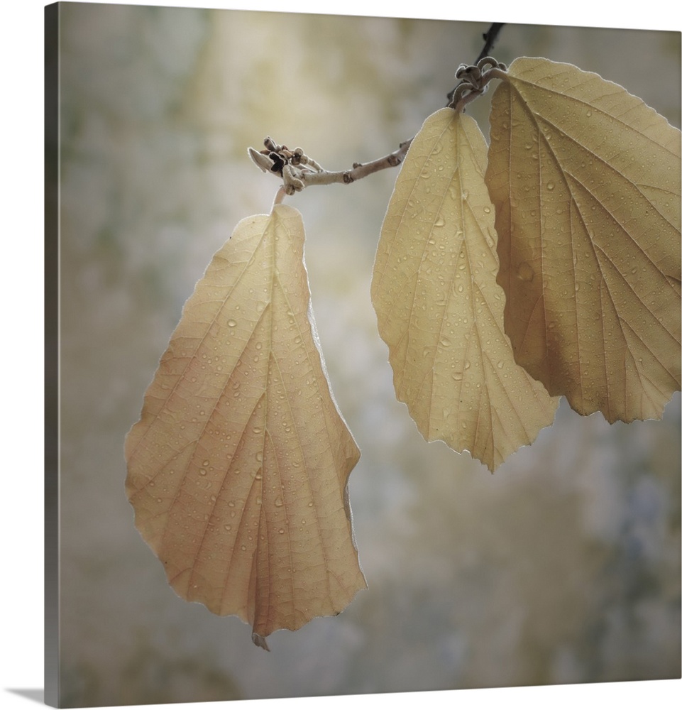 USA, Washington State, Seabeck. Close-up of hazelnut leaves.