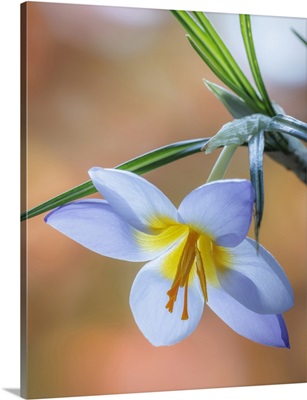 USA, Washington State, Seabeck, Crocus Blossom In Spring