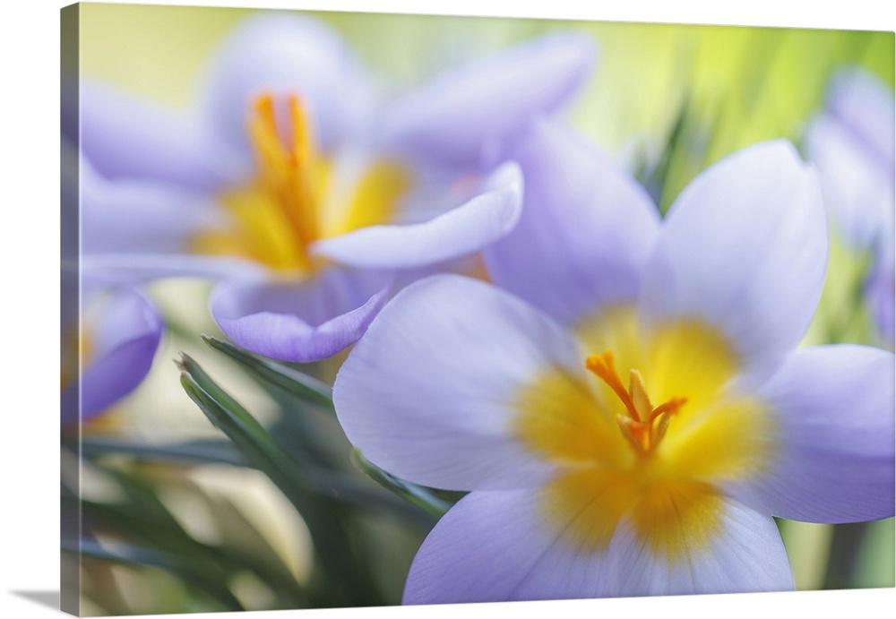 USA, Washington State, Seabeck, Crocus Blossoms In Spring