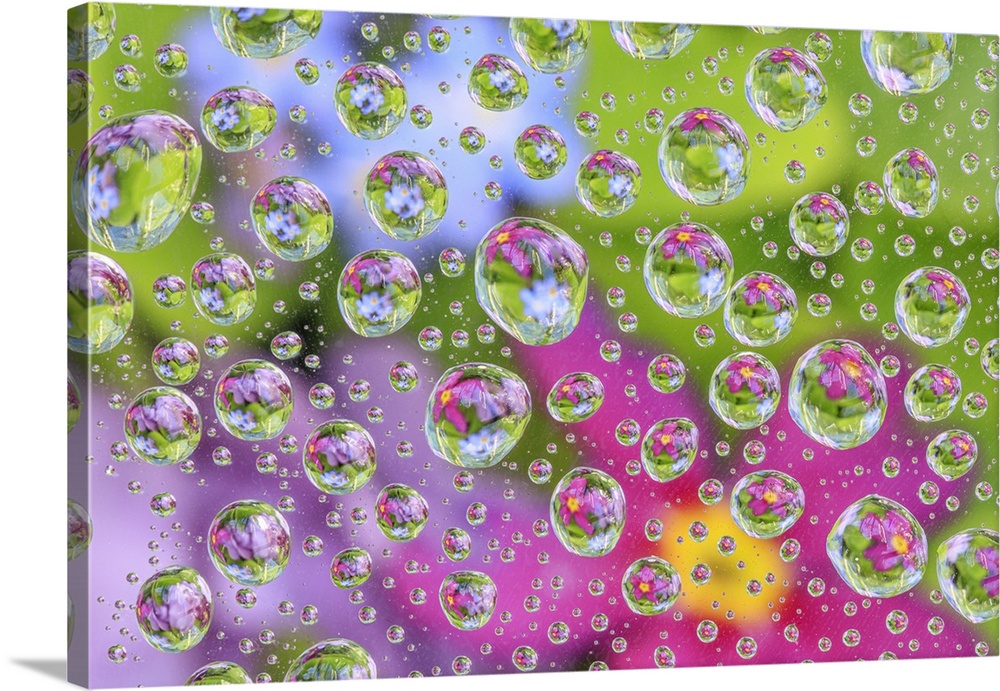 USA, Washington state, Seabeck. Flowers reflected in water drops.