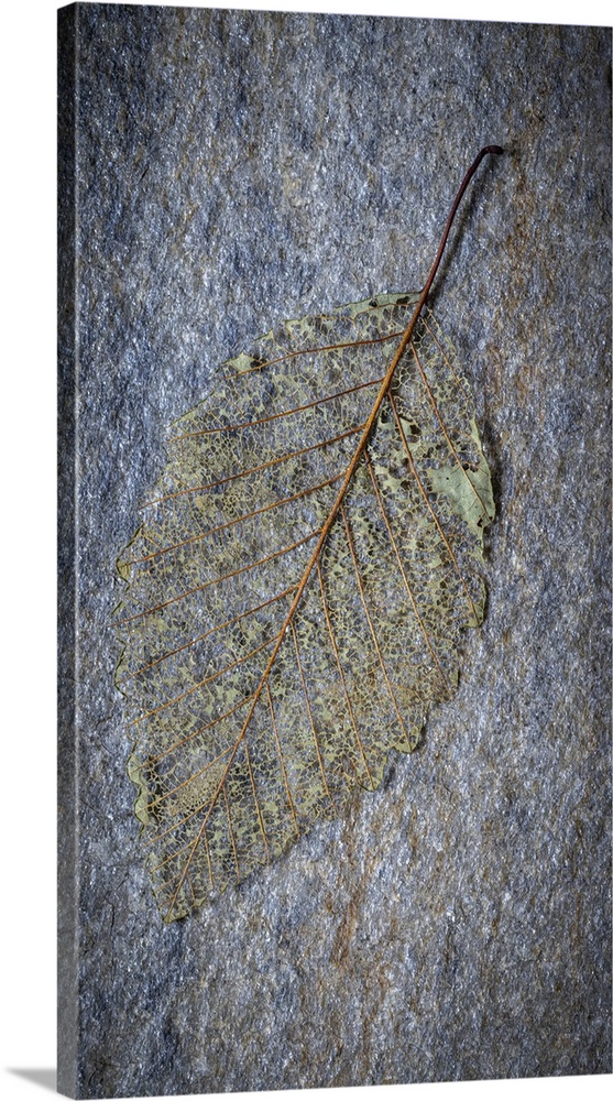 USA, Washington State, Seabeck. Skeletonized alder leaf on rock. United States, Washington State.