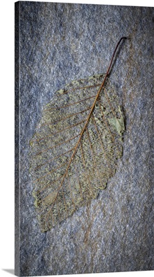 USA, Washington State, Seabeck, Skeletonized Alder Leaf On Rock