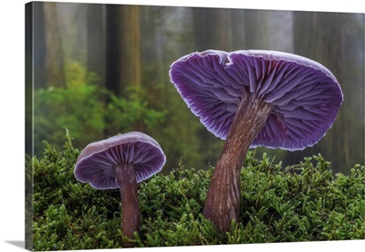 USA, Washington State, Seabeck, Western Amethyst Laccaria Mushroom Close-Up